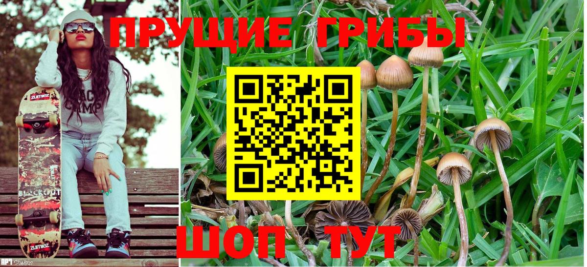 Псилоцибиновые грибы Cubensis Морозовск